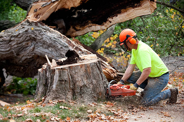 Tree Service Company in Coral Terrace, FL